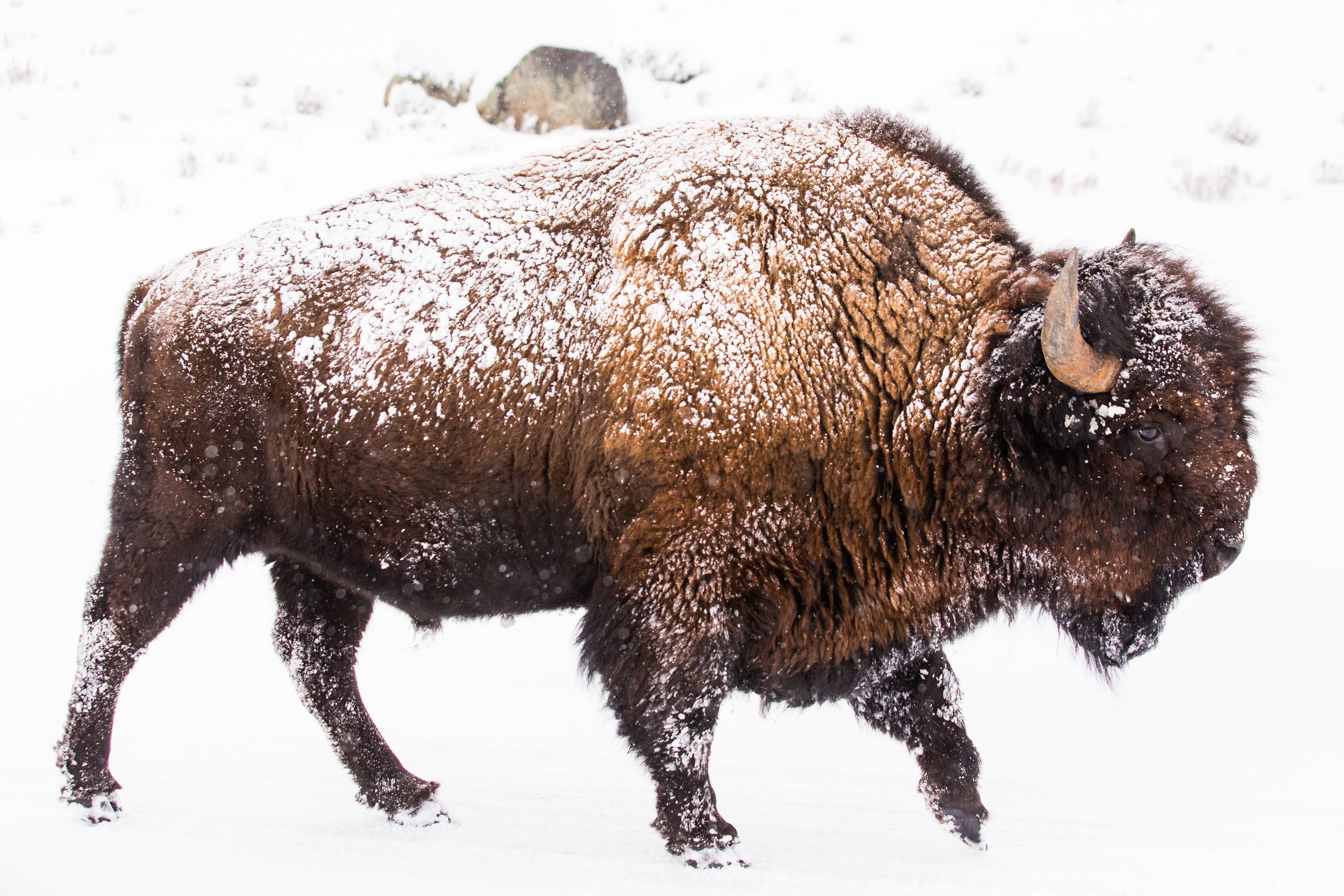 Bison in the snow