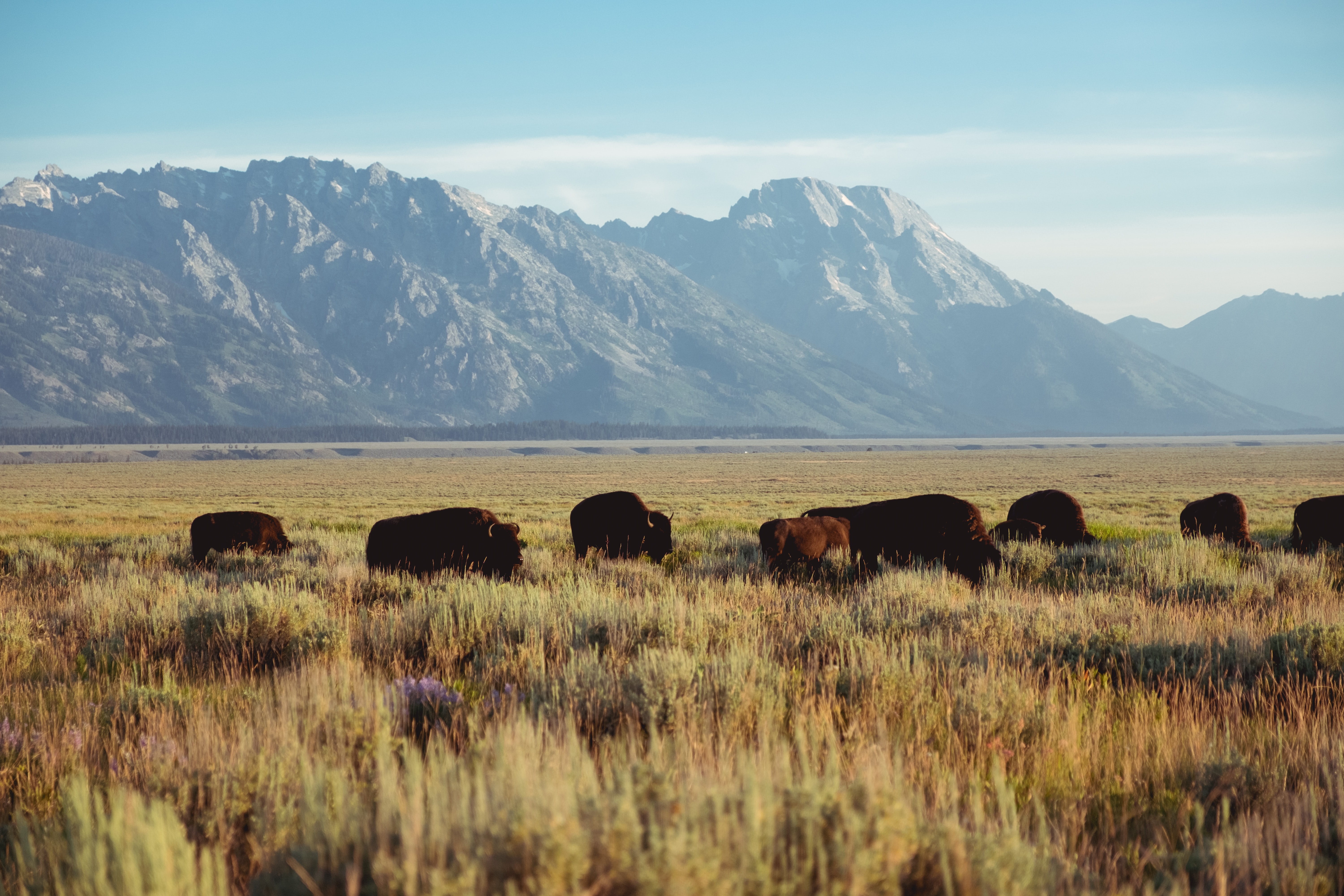Bison in the fields